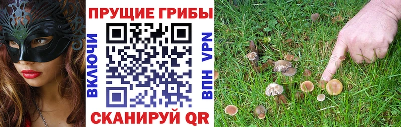 Галлюциногенные грибы Psilocybe  закладки  Челябинск 